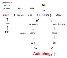 Scheme of inhibitory role of P2X7R in astroglial autophagy induced by KA injection. SE increases HSP25 expression, and activates P2X7R, which inhibits prolonged HSP25 expression via ERK1/2-mediated SP1 phsophorylation. However, P2X7R deletion or its antagonists impair this inhibitory signaling pathway, which leads to sustained HSP25 expression and ER stress. Subsequently, ER stress activates AMPK/ULK1-mediated astroglial autophagy. Sustained HSP25 expression also activates AKT/GSK3β-mediated Bif-1 accumulation and triggers astroglial autophagy. Thus, P2X7R may regulate ER stress and autophagy by the fine-tuning of HSP25 expression in astrocytes