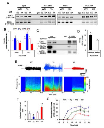 The PLPP/CIN-mediated CSEN dephosphorylation in Kv4.2 functionality in vivo and in vitro. (A-B) Changed Kv4.2-CSEN bindings 2h after KA injection. Under physiological condition, western blot shows that Kv4.2-CSEN co-precipitation is higher in PLPP/CINTg mice, but is lower in PLPP/CIN-/- mice, as compared to WT animals. KA increases the binding of CSEN to Kv4.2 in WT and PLCC.CINTg mice. (C-D) In vitro assay using crude extract obtained from PLPP/CIN-/- mouse brain. PLPP/CIN treatment increases the Kv4.2-CSEN binding, as compared to vehice. (E-G) The comparison of Kv4.2 functionality in response to 4-AP. As compared to WT animals, PLPP.CINTg mice show the higher responsiveness to 4-AP, but PLPP/CIN-/- animals reveal lower responsiveness, as compared to WT animals