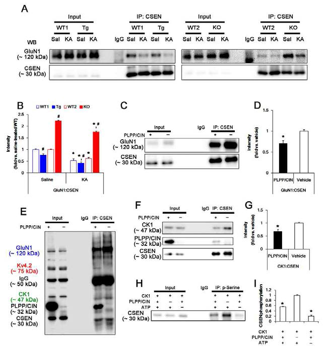 The roles of PLPP/CIN in GluN1-CSEN binding and CK1-mediated CSEN phosphorylation in vivo and in vitro. (A-B)Changed GluN1-CSEN bindings 2 h after KA injection. Under physiological condition, western blot shows that GluN1-CSEN co-precipitation is lower in PLPP/CINTg mice, but is higher in PLPP/CIN-/- mice, as compared to WT animals. KA decreases the binding of CSEN to GluN1 in all groups. (C-D) In vitro assay using crude extract obtained from PLPP/CIN-/- mouse brain. PLPP/CIN treatment decreases the GluN1-CSEN binding, as compared to vehicle. (E-I) The competitive role of PLPP/CIN in the binding of CK1 to CSEN in vitro. The interactions between PLPP/CIN and CSEN are in competition with CK1