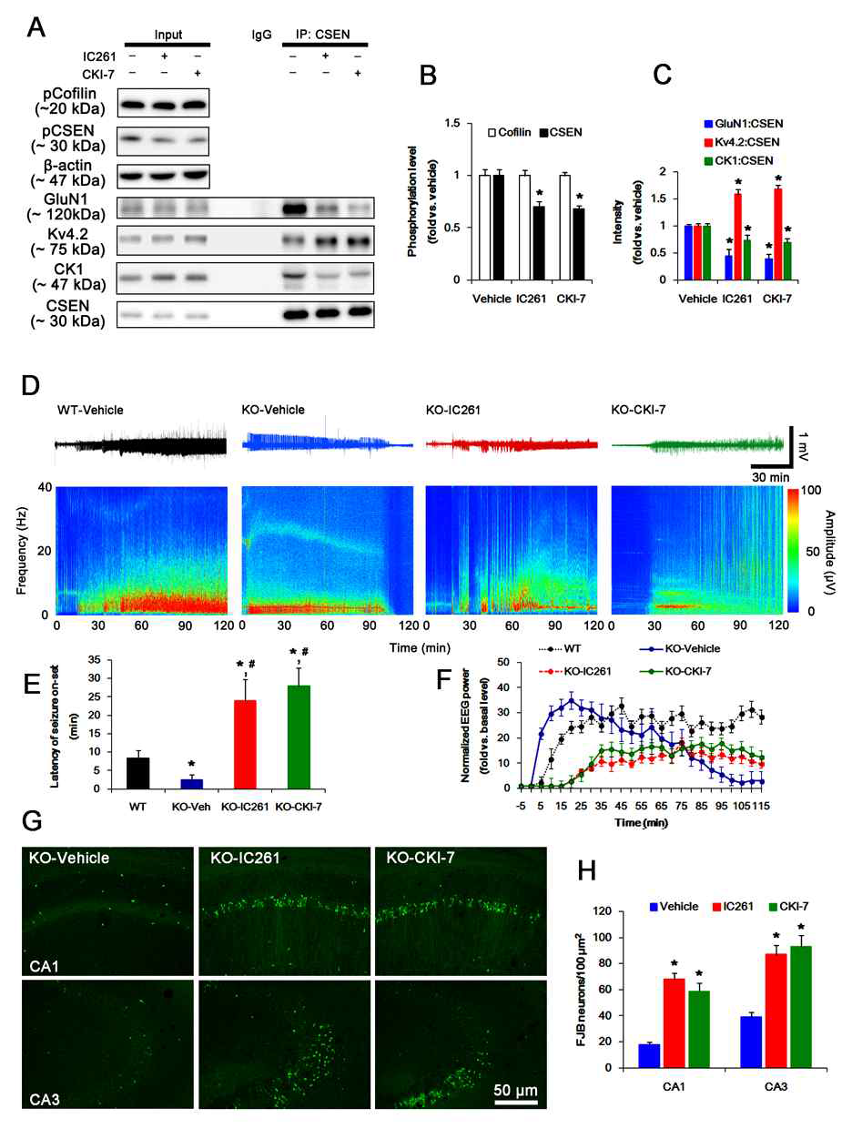 Effect of CK1 inhibitors on CSEN phosphorylation, CSEN interaction and seizure activity in PLPP/CIN-/-mice. (A-C) The effect of CK1 inhibitors on CSEN phosphorylation and CSEN interaction with GluN1 and Kv4.2. IC261 and CKI-7 cannot change pCofilin level. Both CK1 inhibitors decrease pCSEN level, and CK1- and GluN1-CSEN bindings. However, CK1 inhibitiors increase Kv4.2-CSEN co-precipitation. (D-F) The effect of CK1 inhibitors on seizure activity in response to KA. CK1 inhibitors increase the latency of seizure on-set and the seizure duration in response to KA. (G-H) Effect of CK1 inhibitors on KA-induced neuronal death. One day after KA injection, both CK1 inhibitors exacerbate neuronal death, as compared to vehicle