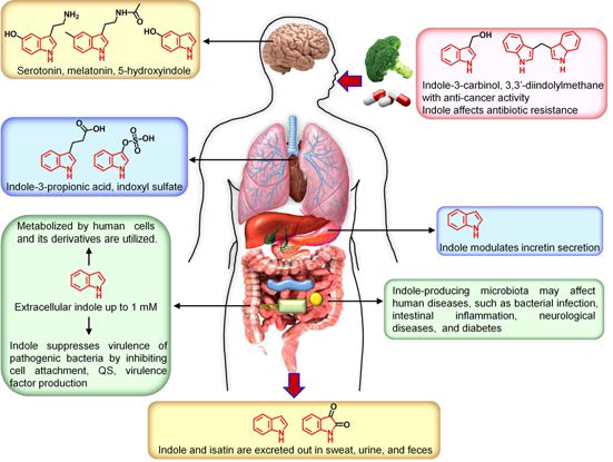 인간 체내에서의 인돌의 다양한 기능들: 장내 미생물이 생산하는 인돌과 인돌유사체들은 단지 인간의 소화 장관 내에만 존재하는 것이 아니라, 뇌를 포함한 다양한 장기들과 혈액, 체액 등에도 존재하면서 미생물 감염, 장염증, 신경 질병, 당뇨와 같은 여러종류의 질병에 지대한 영향을 미침