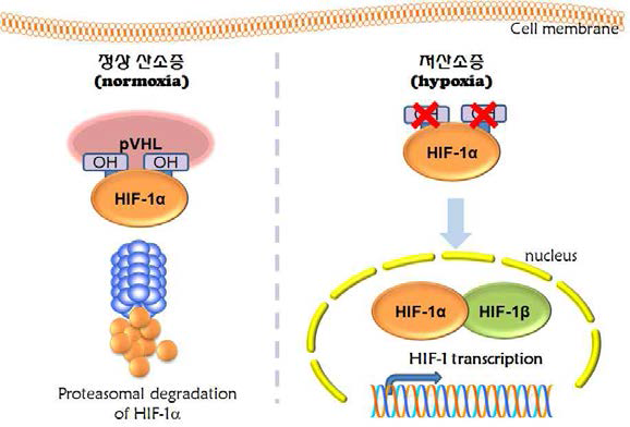 산소에 의한 HIF-1의 조절을 나타낸 모식도. 정상 산소증에서는 HIF-1α가 pVHL에 의하여 분해되나 (왼쪽) 저산소증일 때에는 HIF-1 α가 안정화 되어 핵 안에서 전사인자로 작용 함 (오른쪽)