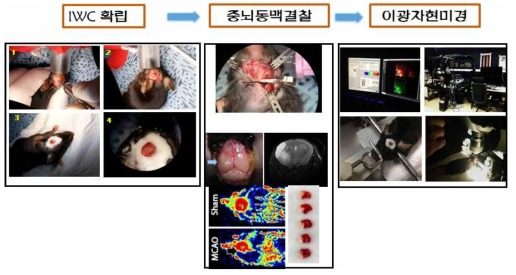 1년차 연구에서 활용한 IWC와 중뇌동맥결찰, 이광자 현미경의 모습. Bok et al (2015)