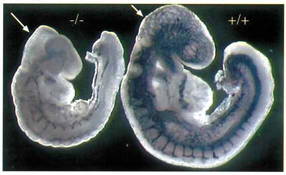 E8.5의 HIF-1α KO 마우스 (-/-; 왼쪽)과 wild-type 마우스 (+/+; 오른쪽) embryo를 혈관 내피 세포 표지자인 CD31 (푸른색)으로 염색한 사진