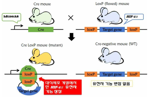 본 연구자는 Cre-loxP 시스템을 이용하여 hS100A8을 발현하는 대식세포 계열(미세아교세포 포함)에서만 HIF-1α 유전자 기능을 상실한 마우스를 제작한 바 있음