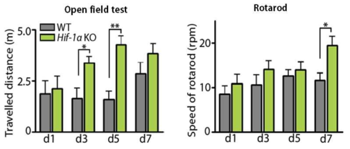 미세아교세포 특정 저산소유도인자 결실 마우스 (KO)와 와일드타입 마우스(WT)에 허혈성 뇌졸중을 유도한 후 Open field test (왼쪽)과 rotarod test (오른쪽) 행동학적 분석을 실시한 결과. * 및 **는 student‘s t-test 중 P < 0.05와 0.01을 나타냄. Bok et al. (2017)