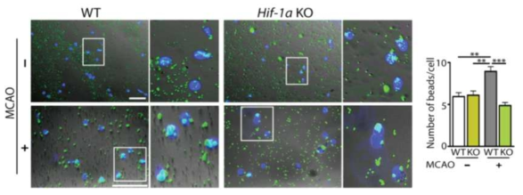 FACS로 분리된 미세아교세포와 형광 beads를 공배양하여 phagocytosis를 측정한 연구 결과. Bok et al. (2017)