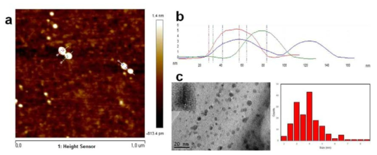 Yellow Carbon dot의 구조 분석. (a) AFM 이미지; (b) AFM 이미지로부터 얻은 Yellow Carbon dot의 높이; (c) TEM 이미지; (d) Size distribution