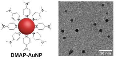 DMAP-금 나노입자의 구조와 Transmission electron microscopy (TEM) 이미지