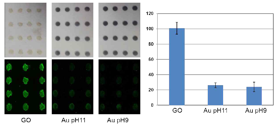 그래핀 옥사이드로만 구성된 칩 (GO; (GO-/GO+)10.5)을 reference 로 하고, DMAP-금 나노입자를 pH 11과 pH 9 조건으로 준비하여 (GO-/GO+)9.5Au+/GO- 구조로 1 layer 쌓음으로써 그래핀 옥사이드의 시그널을 감소시키는지 확인한 이미지와 정량적 형광 세기