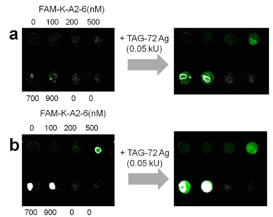 FAM 형광 dye로 레이블된 positive sequenc(A2-6) 펩타이드를 농도별로 그래핀 옥사이드 어레이 스팟에 반응 시킨 뒤 형광 소광 여부를 확인하고(왼쪽 column), 이어서 타겟 물질인 TAG-72 Antigen을 반응시킨 뒤 형광이 회복되는지 확인한 이미지(오른쪽 column). (a) PBS 버퍼를 사용한 경우와 (b) HEPES 버퍼를 사용한 경우