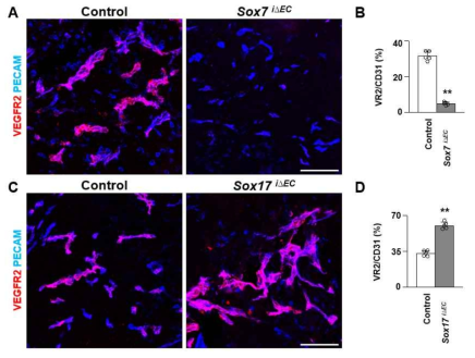 Sox7과 Sox17은 GL261 악성교모종에서 VEGFR2 발현을 반대로 조절함. (A)-(B) Sox7 내피-결핍 암혈관에서 VEGFR2 발현 감소 (C)-(D) Sox17 내피-결핍 암혈관에서 VEGFR2 발현 증가