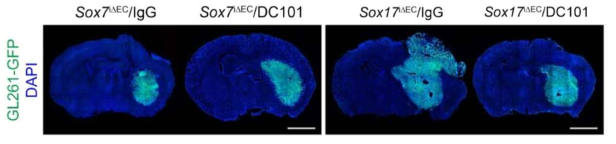 SoxF 내피-결핍 암모델에서 VEGFR2 차단이 미치는 영향 분석. Sox7 내피-결핍 조건에서 VEGFR2 차단은 악성교모종 치료에 위해할 가능성 제시