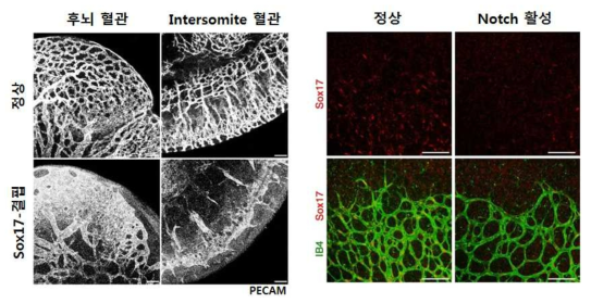 Sox17 결핍 배아에서 발견되는 심각한 혈관신생 저하. 망막혈관의 첨단에서 Notch 경로의 Sox17 발현 억제