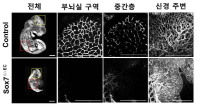 Sox7은 혈관신생에 필수적임. Sox7 내피 결핍 생쥐는 배아 11일경 사망했고 분지가 발달하지 않은 한층의 후뇌 혈관망을 보임