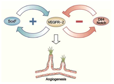 SoxF-VEGF 경로의 혈관신생을 강화하는 선순환 피드백 기전. SoxF는 VEGFR2 발현을 촉진하고, VEGF 자극은 SoxF 발현을 증진함. 이 두 조절은 선순환 피드백을 형성함