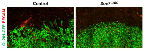 Sox7 내피-결핍 암 외곽에서 암세포의 침습이 감소함. 이는 개선된 저산소증을 사사함