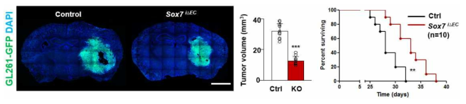 Sox7 내피-결핍 생쥐에서 암성장은 유의하게 감소하였고, 생존기간도 연장됨