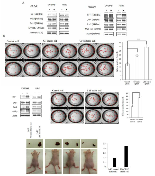 TFCP2 과발현시, stemness factor 발현변화와 세포수, 마우스 종양 성장도의 변화검증