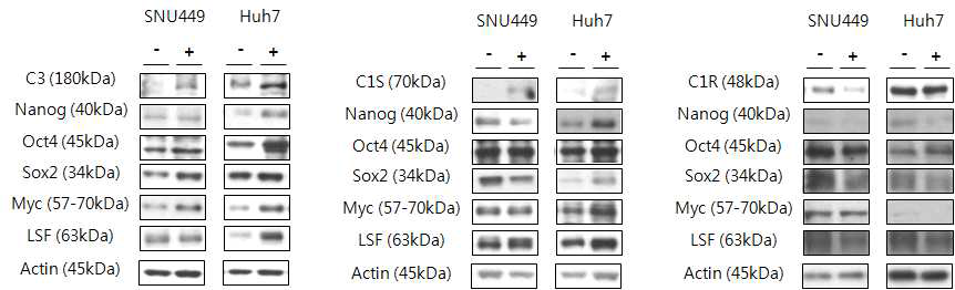 보체 과발현에 의한 stemness factor군의 발현패턴분석