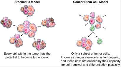 Stochastic model와 cancer stem cell model (Lab Invest. 2011 May;91(5):647-64)