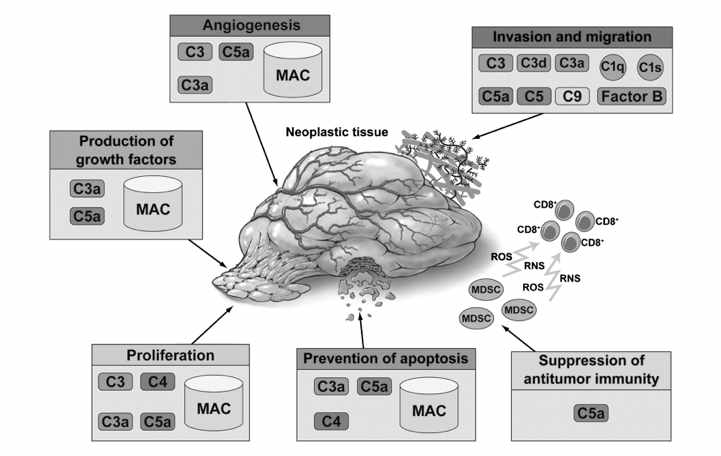 Cancer and the complement cascade (Mol Cancer Res 2010;8:1453-1465)