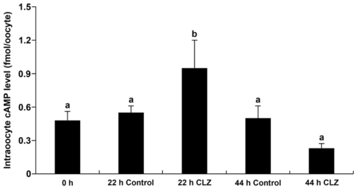 Cyclic AMP level was assayed in oocytes at 0, 22, and 44 h of in vitro maturation (IVM) after treatment with 4 mM cilostazol for the first 22 h during IVM. Oocytes treated with cilostazol showed a significantly higher (P < 0.05) cAMP level at 22 h of IVM than untreated oocytes at 0, 22 and 44 h of IVM