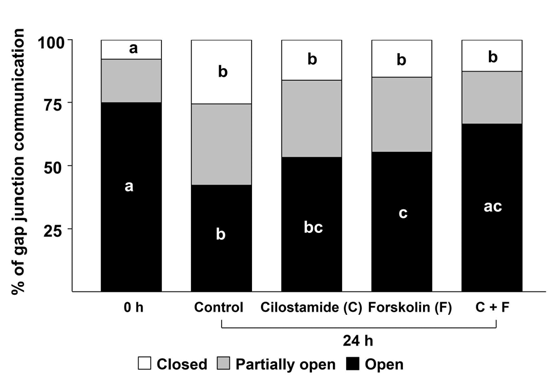 Gap junction communication (GJC) of oocytes treated with cilostamide and/or forskolin for 24 h during pre-in vitro maturation. Treatment with cilostamide and forskolin significantly (P < 0.05) maintained GJC open compared to no treatment. Different letters (a–c) in the bar indicate significant differences among treatment groups