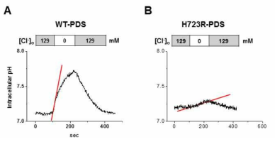 정상 PDS 와 H723R-PDS의 세포내 pH 변화 양상 비교