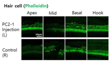 PC2-1에 의한 마우스 내이의 조직학적 변화