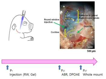 마우스 내이의 round window 내에 후보 약물 주입 및 약물 효과 검증 프로토콜