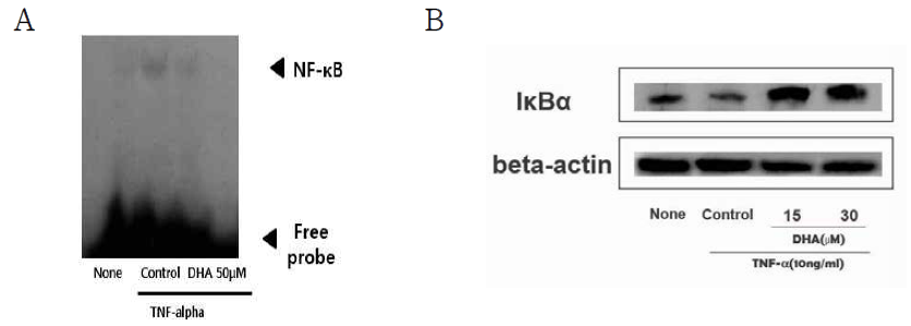 췌장 성상세포에 DHA를 전처리하고 TNF-α를 투여한 후, nuclear extract를 분리하여 EMSA를 이용한 NF-κB 활성변화를 관찰하고 (A), total 단백질을 분리하여 Western blot법을 이용한 NF-κB 억제단백인 IκBα 발현 변화를 관찰하였음 (B)