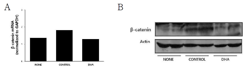 마우스에 cerulein 및 오메가 3 지방산 (DHA)을 투여한 후, 췌장에서 RNA와 단백질을 추출한 뒤 real-time PCR법을 이용한 β-catenin의 mRNA 발현 변화 (A)와 Western blot법을 이용한 β-catenin 단백질량의 변화를 관찰하였음