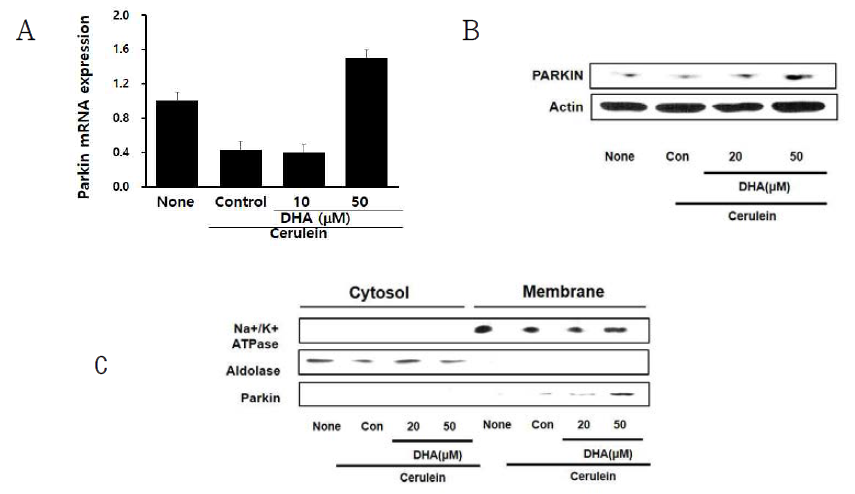 췌장 선세포에 cerulein 및 DHA를 처리 후 Real-time PCR법을 이용하여 prkin mRNA의 발현 변화를 관찰하고 (A), Western blot 법을 이용하여 total cell lysate에서의 parkin 발현 (B) 및 cytosol 및 membrane에서의 parkin 단백질의 발현 변화 (C)를 관찰함
