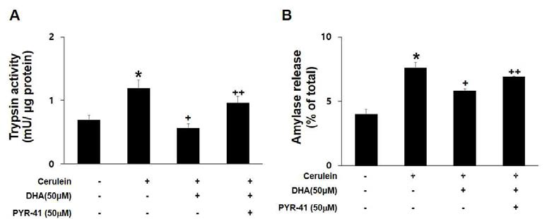 췌장 선세포에 DHA와 PYR-41를 처리한 후, cerulein을 투여하고, trypsin 활성 변화 (A)와 amylase 분비 변화 (B)를 관찰함