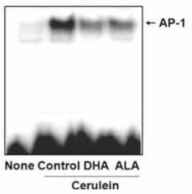 췌장 선세포에 cerulein 및 오메가 3 지방산 (DHA, ALA)를 처리한 후 nuclear extract를 분리한 뒤 EMSA를 이용하여 AP-1의 활성변화를 측정함