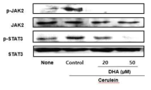 췌장 선세포에 cerulein 및 오메가 3 지방산 (DHA)를 처리한 후 단백을 분리한 뒤 Western blot법을 이용하여 phospho-specific form 및 total form의 JAK2, STAT3의 단백량의 변화를 측정함