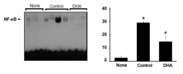 흰쥐에 cerulein 및 오메가 3 지방산 (DHA)을 투여한 후, 췌장조직에서 nuclear extract를 추출한 후 EMSA를 이용하여 췌장내 NF-κB의 활성 변화를 측정함