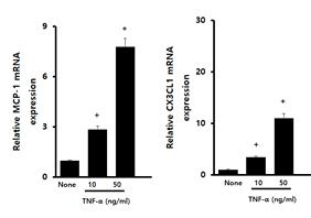 췌장 성상세포에 3시간 동안 TNF-α를 처리한 후, real-time PCR법을 이용하여 MCP-1, CX3CL-1 mRNA의 발현변화를 측정함