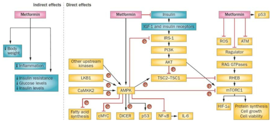 종양에서 제안된 metformin의 역할 (출처: Nature Rev. Endocrinol. 2014, 10, 143 )