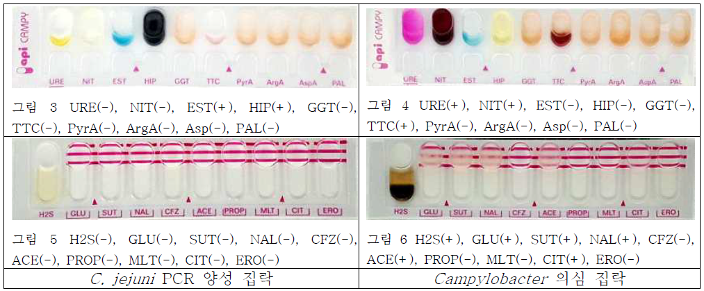 API kit을 이용한 Campylobacter jejuni와 의심주의 Biochemical test 결과