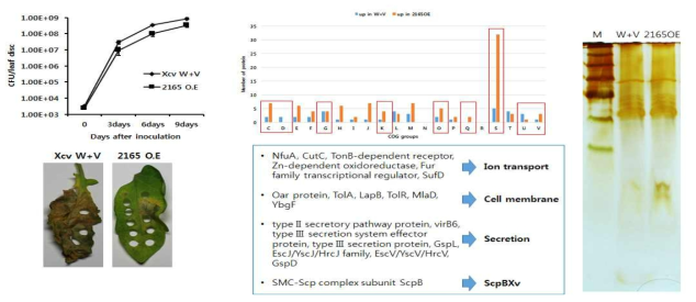 XCV2165의 병원성 검정, 비교단백질체 분석 및 LPS 확인 결과