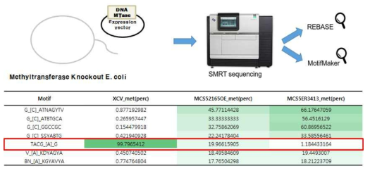 XCV2165 단백질의 메틸화 사이트 구명 결과