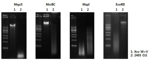 XCV2405의 DNA 조각회 실험 결과