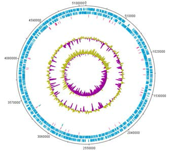 Xcv strain 85-10의 완성된 chromosome 의 지도