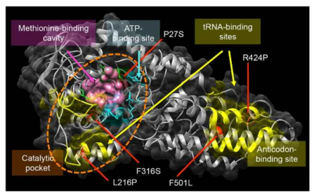 Meropenem에 대해 내성을 일으키는 mutation들의 위치가 나타나 있는 MetG (methionyl tRNA synthetase)