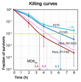 MetG mutant들은 killing curve pattern에서 전형적인 antibiotic tolerance 형질을 보임