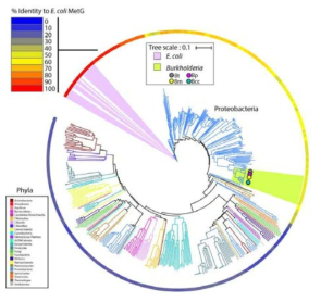 MetG의 phylogenetic tree. Cluster 1의 MetG enzyme들은 Gram (-)세균들 origin으로서 서로 매우 유연관계가 높음