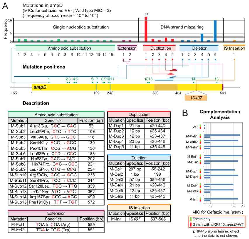 Beta-lactamase에 대해 resistance를 높이는 ampD gene의 mutation patterns