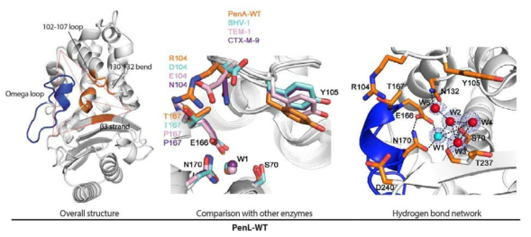 Wild type PenL (class A beta-lactamase)의 구조